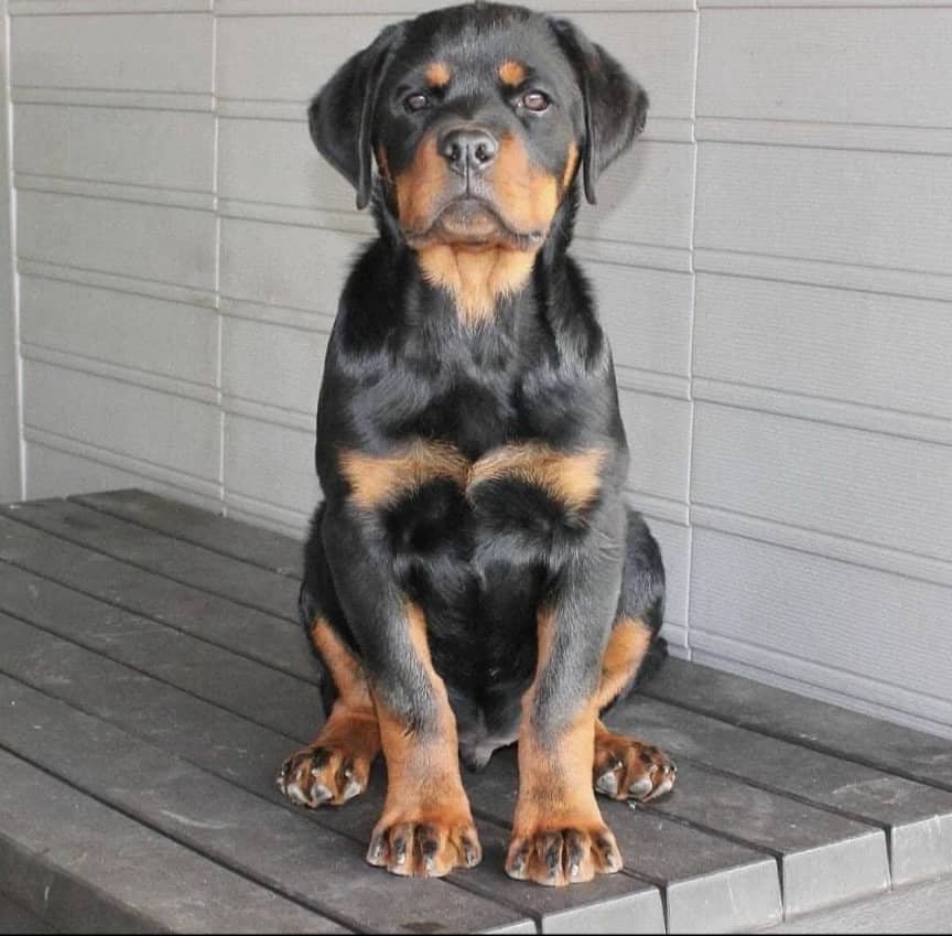Rottweiler pet companion pups