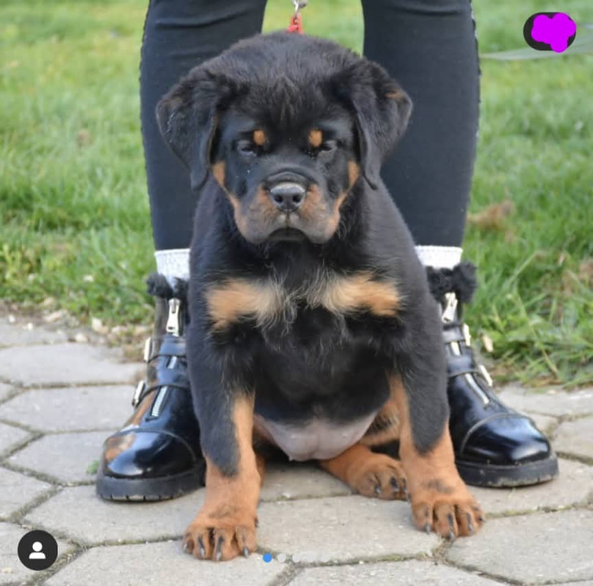 Meet Gunner – a 13-week-old male Rottweiler companion pup with top-tier bloodlines, excellent temperament, and early training. Healthy, affectionate, and ready to protect and love. Make him yours today.